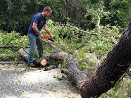 How Our Tree Care Process Works  in  Andrews, NC