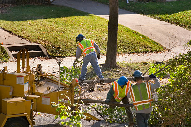 Best Fruit Tree Pruning  in Andrews, NC