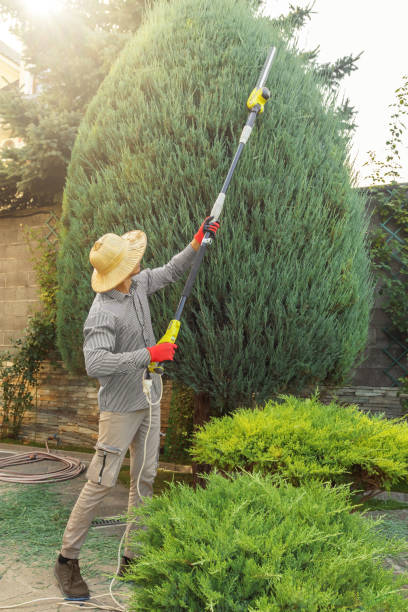 Best Palm Tree Trimming  in Andrews, NC