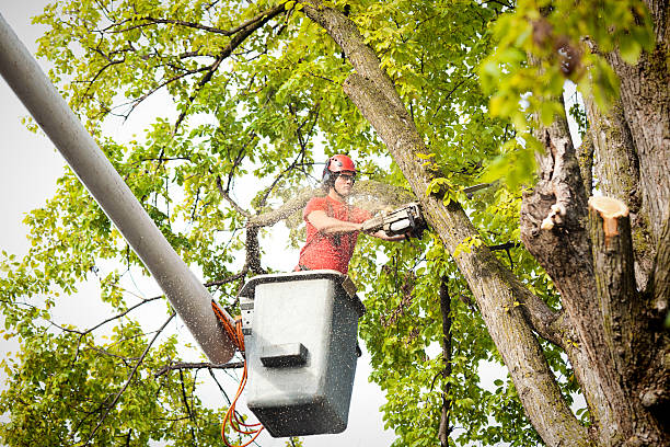 Best Tree Maintenance Programs  in Andrews, NC