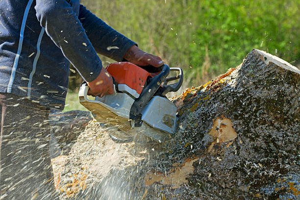 Best Commercial Tree Services  in Andrews, NC